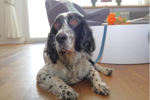 Sylt Ferienwohnung Haus Atlantik - Westerland - Atlantik 65 - Kohfahl - Ausstattung 14