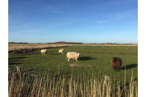Sylt Ferienwohnung Teewelkenhüs - Appartement Schwalbennest