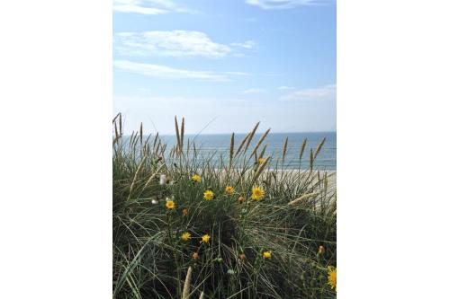 Sylt Ferienwohnung Appartment Puschmann - Wenningstedt zentral - Umgebung