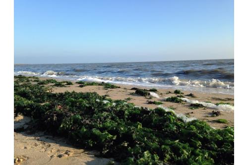 Sylt Ferienwohnung Appartment Puschmann - Wenningstedt zentral - Umgebung